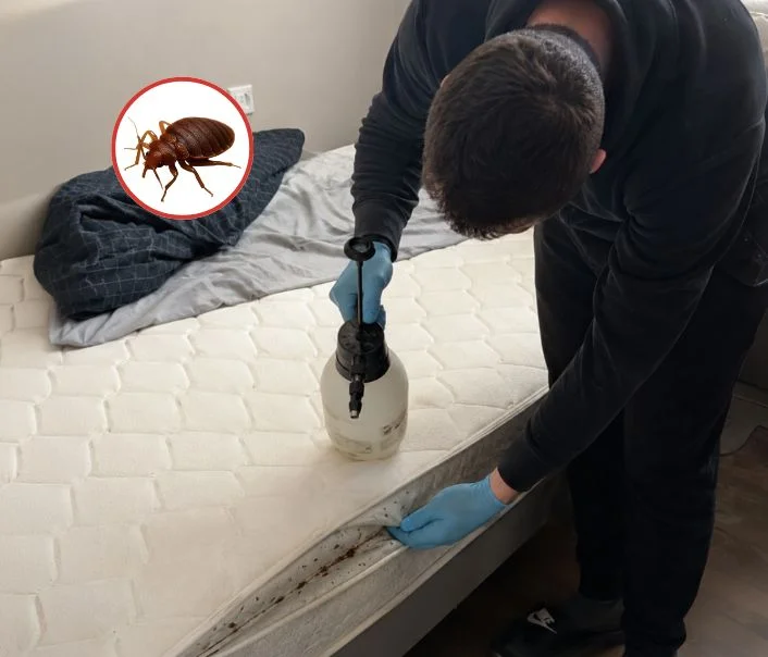 Technicien traitant un matelas contre les punaises de lit à Vaujours